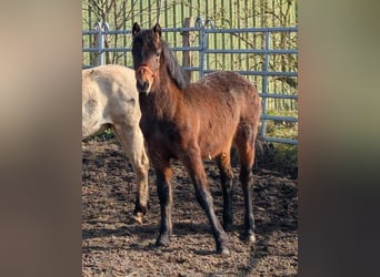 Connemara, Stallion, 1 year, 14.2 hh, Brown