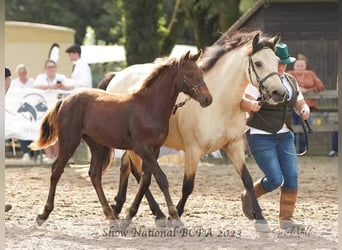 Connemara, Stallion, 1 year, 14.2 hh, Gray-Red-Tan