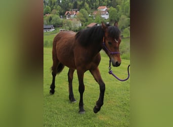 Connemara, Stallion, 1 year, 14,1 hh, Brown