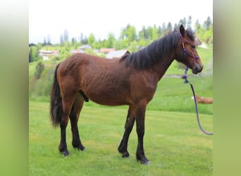 Connemara, Stallion, 1 year, 14,1 hh, Brown