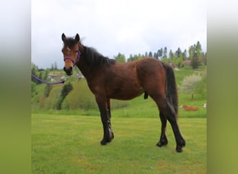 Connemara, Stallion, 1 year, 14,1 hh, Brown