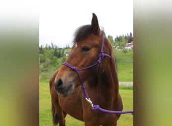 Connemara, Stallion, 1 year, 14,1 hh, Brown