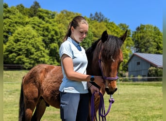Connemara, Stallion, 1 year, 14,1 hh, Brown