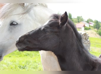 Connemara, Stallion, 1 year, 14,1 hh, Gray