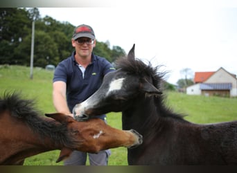 Connemara, Stallion, 1 year, 14,1 hh, Gray