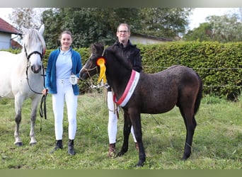 Connemara, Stallion, 1 year, 14,1 hh, Gray