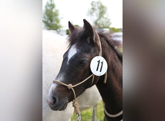Connemara, Stallion, 1 year, 14,1 hh, Gray