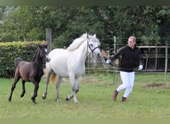 Connemara, Stallion, 1 year, 14,1 hh, Gray