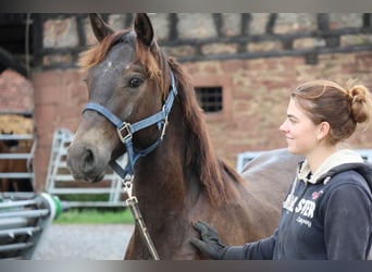 Connemara Mix, Stallion, 1 year, 14,2 hh, Bay-Dark