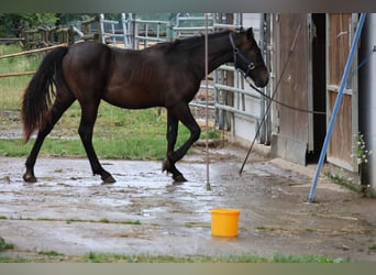 Connemara Mix, Stallion, 1 year, 14,2 hh, Bay-Dark