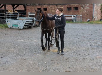 Connemara Mix, Stallion, 1 year, 14,2 hh, Bay-Dark