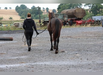 Connemara Mix, Stallion, 1 year, 14,2 hh, Bay-Dark