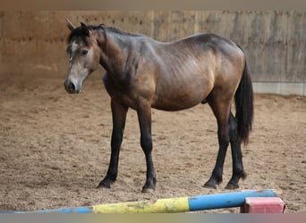 Connemara Mix, Stallion, 1 year, 14,2 hh, Can be white