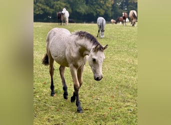 Connemara, Stallion, 1 year, 14,2 hh, Dun