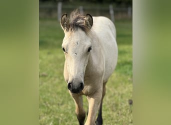 Connemara, Stallion, 1 year, 14,2 hh, Dun