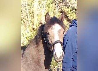 Connemara, Stallion, 1 year, 15 hh, Gray