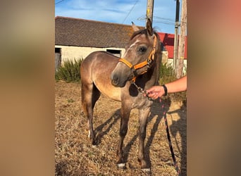 Connemara, Stallion, 1 year, 15 hh, Grey
