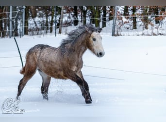 Connemara, Stallion, 1 year, Brown Falb mold
