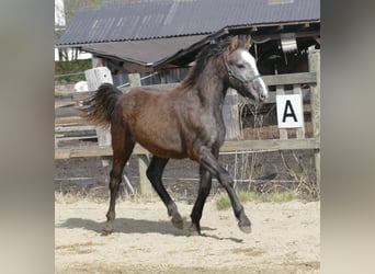 Connemara, Stallion, 1 year, Gray