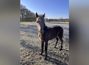 Connemara, Stallion, 1 year, Grey