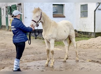 Connemara, Stallion, 1 year, Perlino