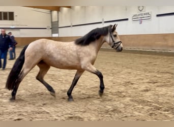 Connemara, Stallion, 1 year, Perlino