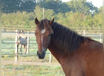 Connemara, Stallion, 2 years, 14.1 hh, Brown