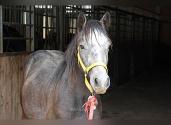 Connemara Mix, Stallion, 2 years, 14.2 hh, Can be white