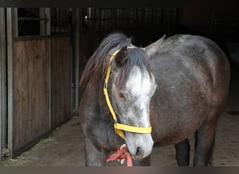 Connemara Mix, Stallion, 2 years, 14.2 hh, Can be white