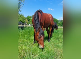 Connemara, Stallion, 2 years, Brown