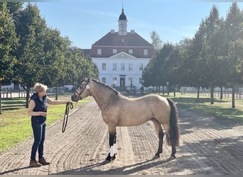 Connemara, Stallion, 2 years, Perlino