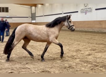 Connemara, Stallion, 2 years, Perlino