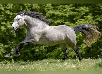 Connemara, Stallion, 3 years, 14.1 hh, Brown Falb mold