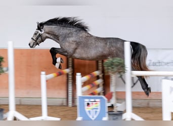 Connemara, Stallion, 3 years, 14.1 hh, Brown Falb mold