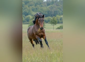 Connemara, Stallion, 3 years, 14,1 hh, Brown