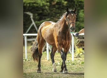 Connemara, Stallion, 4 years, 14.1 hh, Brown