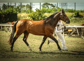 Connemara, Stallion, 4 years, 14.1 hh, Brown