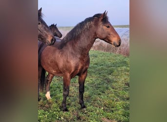 Connemara, Stallion, 4 years, 14.1 hh, Brown