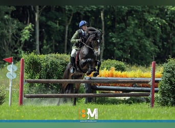 Connemara, Stallion, 5 years, 14.1 hh, Brown