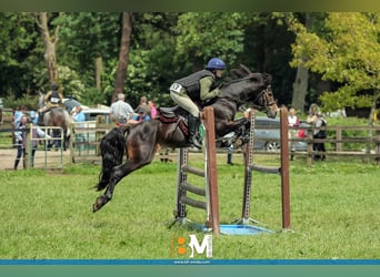 Connemara, Stallion, 5 years, 14.1 hh, Brown