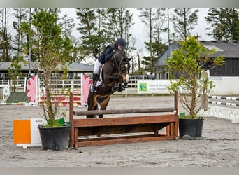 Connemara, Stallion, 5 years, 14.1 hh, Brown