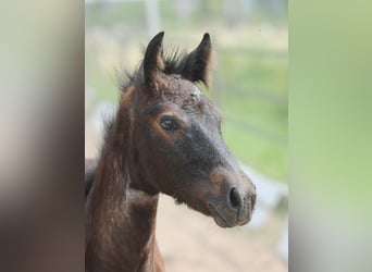Connemara, Stallion, 5 years, 14.1 hh, Grey-Dark-Tan