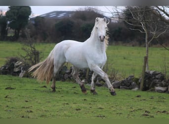 Connemara, Stallion, 5 years, 14 hh, Grey Connemara, Stallion, 5 years, 14 hh, Grey