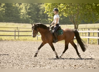 Connemara, Stallion, 6 years, 14.1 hh, Brown