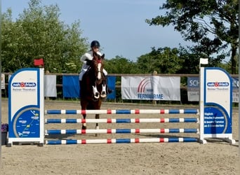 Connemara, Stallion, 6 years, 14.1 hh, Brown