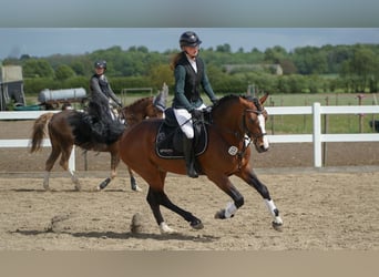 Connemara, Stallion, 6 years, 14.1 hh, Brown