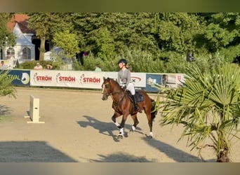 Connemara, Stallion, 6 years, 14.1 hh, Brown