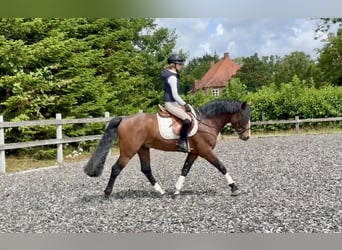Connemara, Stallion, 6 years, 14.1 hh, Brown