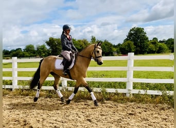 Connemara, Stallion, 6 years, 15,1 hh, Dun