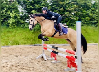 Connemara, Stallion, 6 years, 15,1 hh, Dun